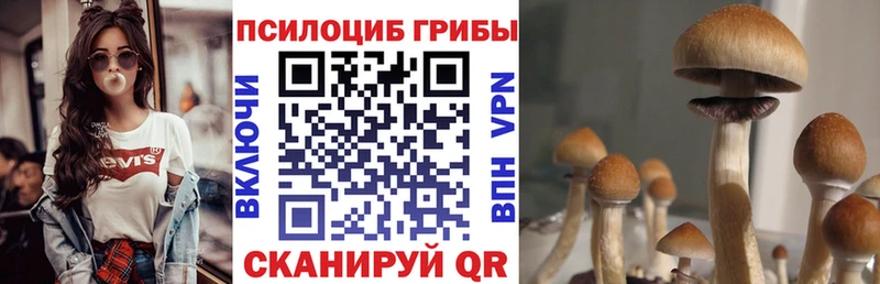 Галлюциногенные грибы Psilocybe  Волжск 